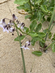 Solanum africanum