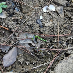 Scleromitrion diffusum