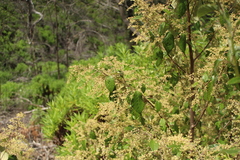 Trymalium odoratissimum