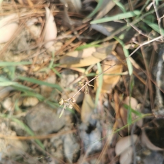 Scleromitrion diffusum