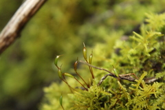 Thuidiopsis sparsa