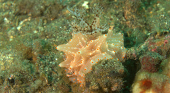 Halgerda batangas