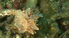 Halgerda batangas