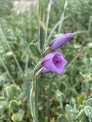 Gladiolus gueinzii