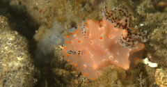 Halgerda batangas