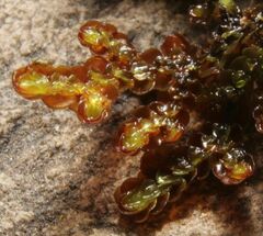 Frullania