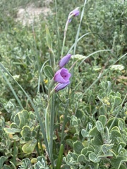 Gladiolus gueinzii