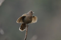 Trochalopteron lineatum