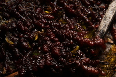 Frullania