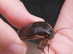 Dytiscus dimidiatus
