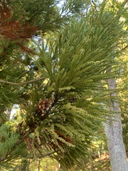Cryptomeria japonica