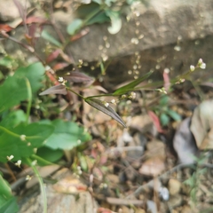 Persicaria taquetii