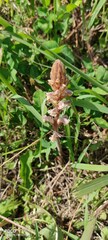 Orobanche minor