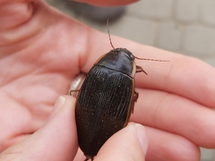 Dytiscus dimidiatus