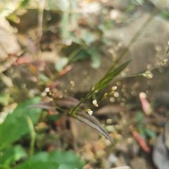 Persicaria taquetii