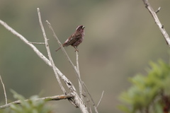 Carpodacus rodopeplus