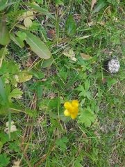 Ranunculus