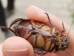 Dytiscus dimidiatus