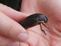 Dytiscus dimidiatus