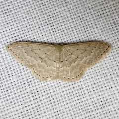 Idaea philocosma