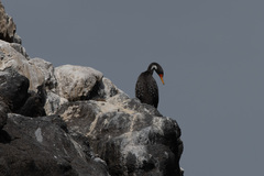 Poikilocarbo gaimardi