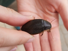Dytiscus dimidiatus