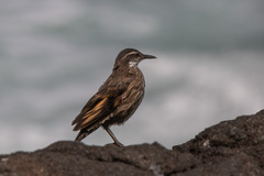 Cinclodes nigrofumosus