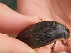 Dytiscus dimidiatus