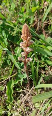 Orobanche minor