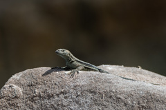 Microlophus quadrivittatus