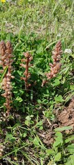 Orobanche minor
