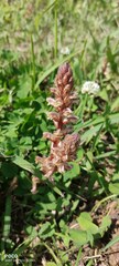 Orobanche minor