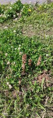 Orobanche minor