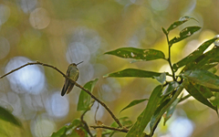 Haplophaedia aureliae