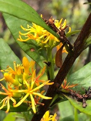 Atkinsonia ligustrina
