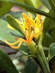 Atkinsonia ligustrina