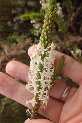 Struthiola hirsuta