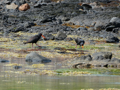 Haematopus fuliginosus
