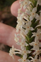 Struthiola hirsuta