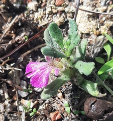 Ajuga iva