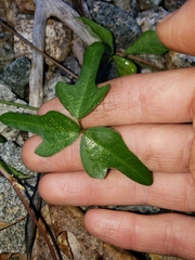 Strophostyles helvola