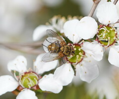 Calyptratae