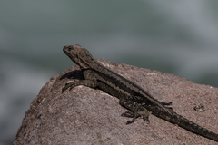 Microlophus quadrivittatus