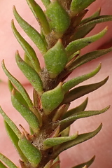 Struthiola hirsuta