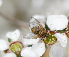 Calyptratae