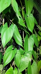 Dioscorea transversa