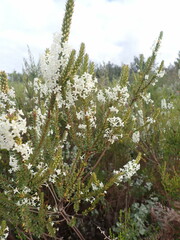 Struthiola hirsuta