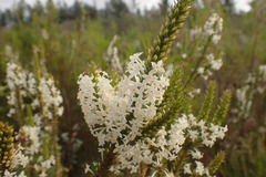 Struthiola hirsuta