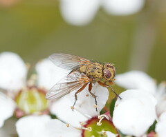 Calyptratae