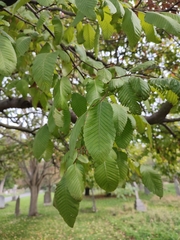 Nothofagus alpina